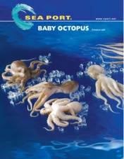 Baby Octopus
