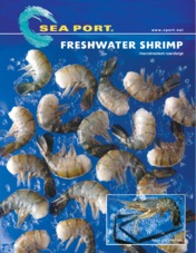 Freshwater Shrimp