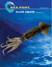 Illex Squid