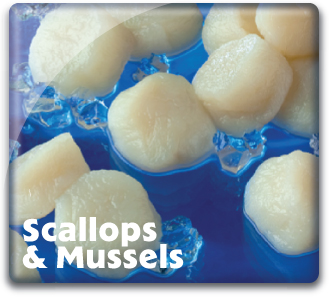 Scallops & Mussels