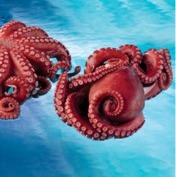 Yanagidako Cooked Octopus