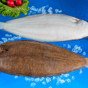 Holland Dover Sole