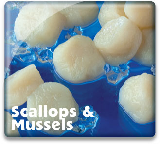 Scallops & Mussels