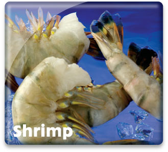 Shrimp