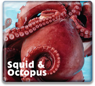 Squid & Octopus